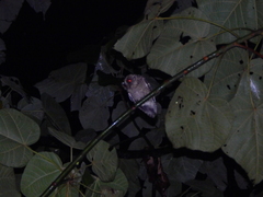 Otus lempiji