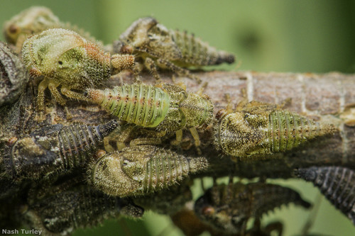 Black locust treehopper photo 4