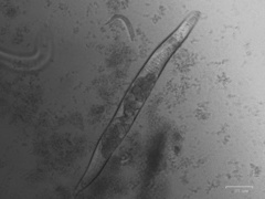 Caenorhabditis elegans