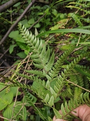 Arachniodes chinensis