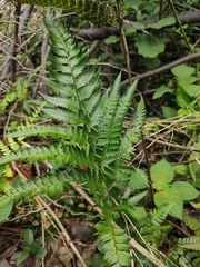 Arachniodes chinensis