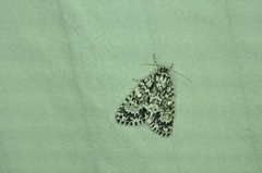 Acronicta fragilis