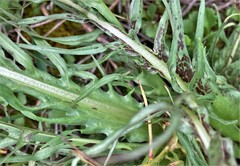 Microseris laciniata