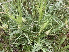 Microseris laciniata