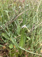 Microseris laciniata