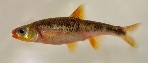 Redlip Shiner