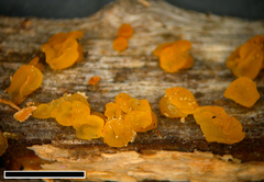 Dacrymyces lacrymalis