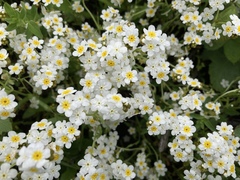 Plagiobothrys figuratus