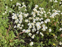 Plagiobothrys figuratus