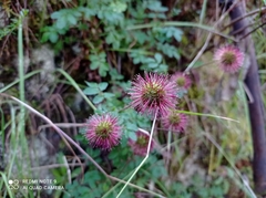 Acaena