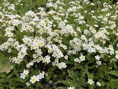 Plagiobothrys figuratus