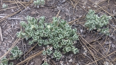 Antennaria marginata