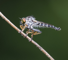 Neoitamus flavofemoratus