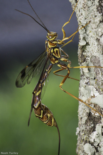 Long-tailed giant ichneumon wasp