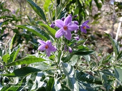Solanum nitidum