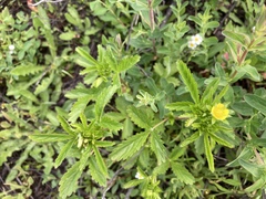Potentilla biennis
