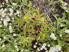 Potentilla biennis