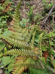 Arachniodes chinensis