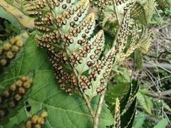 Arachniodes chinensis