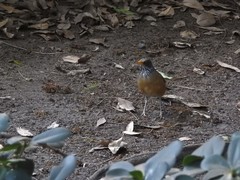 Turdus rufopalliatus
