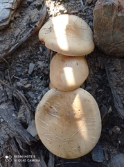 Fungi