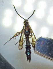 Synanthedon pictipes