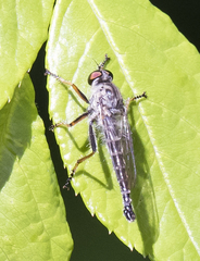 Neoitamus flavofemoratus