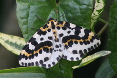 Abraxas grossulariata