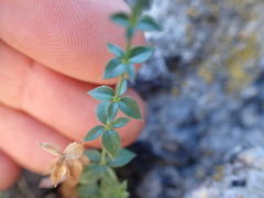Galium multiflorum
