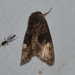Euplexia benesimilis