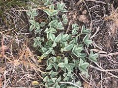 Trifolium gymnocarpon