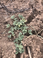 Trifolium gymnocarpon