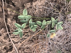 Trifolium gymnocarpon
