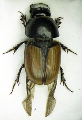 Colobopterus erraticus