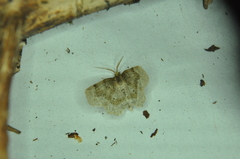 Metarranthis indeclinata