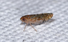 Osbornellus rotundus