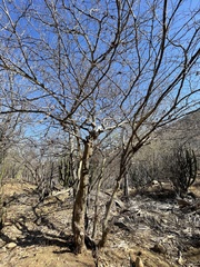 Chloroleucon mangense