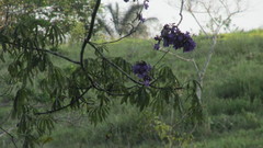 Jacaranda caucana
