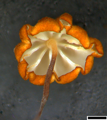 Cryptomarasmius micraster