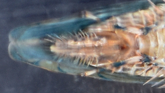Osbornellus rotundus