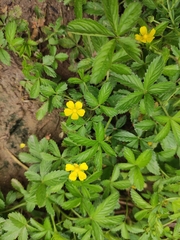 Potentilla reptans sericophylla
