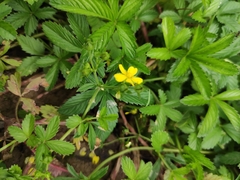 Potentilla reptans sericophylla