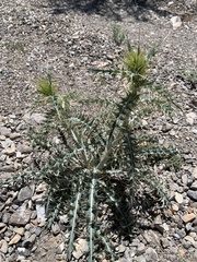 Cirsium arizonicum arizonicum