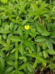 Potentilla reptans sericophylla