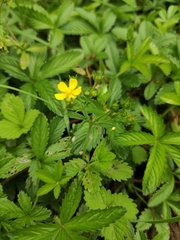Potentilla reptans sericophylla