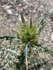 Cirsium arizonicum arizonicum