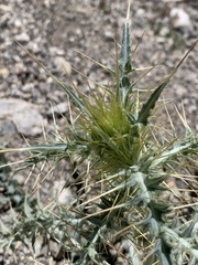 Cirsium arizonicum arizonicum