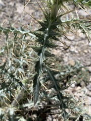 Cirsium arizonicum arizonicum