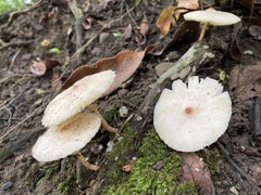 Leucoagaricus meleagris