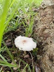 Leucoagaricus meleagris